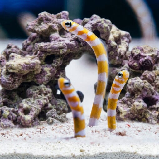 Splendid Garden Eel
