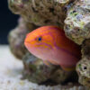 Splendid Pintail Fairy Wrasse