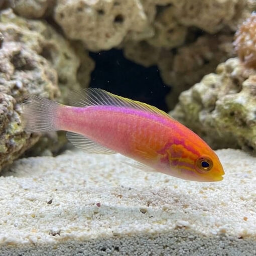 Splendid Pintail Fairy Wrasse - Image 3