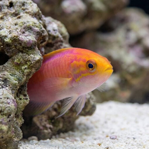 Splendid Pintail Fairy Wrasse - Image 4