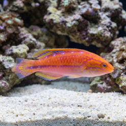 Alternative view of Splendid Pintail Fairy Wrasse