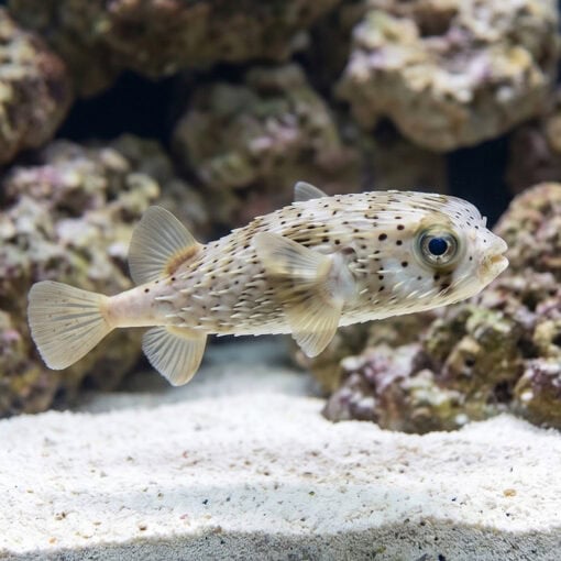 Spot-Fin Porcupine Puffer