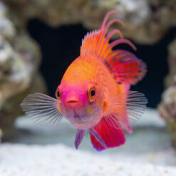 Alternative view of Line Spot Flasher Wrasse