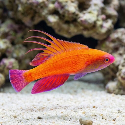 Line Spot Flasher Wrasse - Image 3