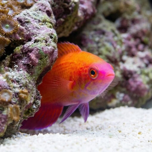 Line Spot Flasher Wrasse - Image 4