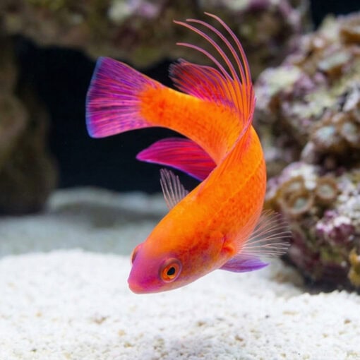 Line Spot Flasher Wrasse - Image 5