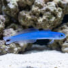 Spot Tail Dartfish
