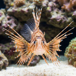 Alternative view of Antenneta Lionfish