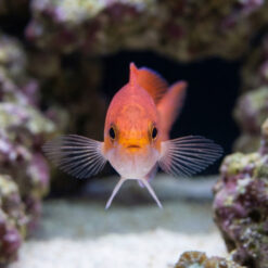 Alternative view of Stigmaticus Sailfin Anthias