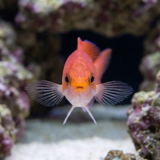 Stigmaticus Sailfin Anthias - Image 2