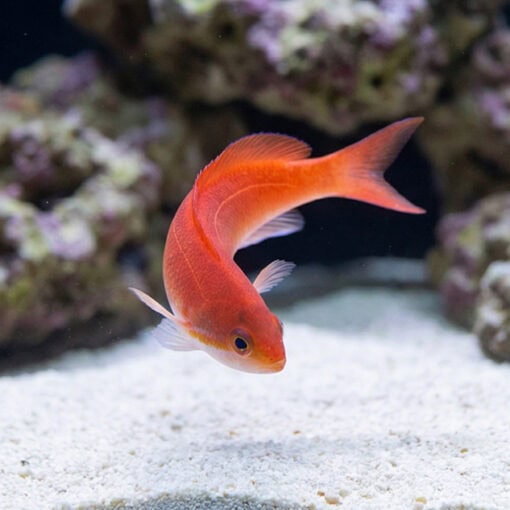 Stigmaticus Sailfin Anthias - Image 3