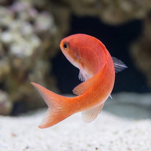 Stigmaticus Sailfin Anthias - Image 4