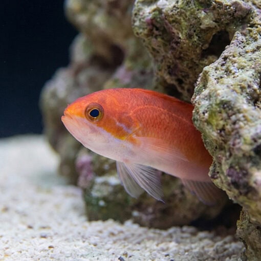 Stigmaticus Sailfin Anthias - Image 5