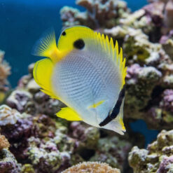 Spotfin Butterfly