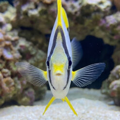 Alternative view of Spotfin Butterfly