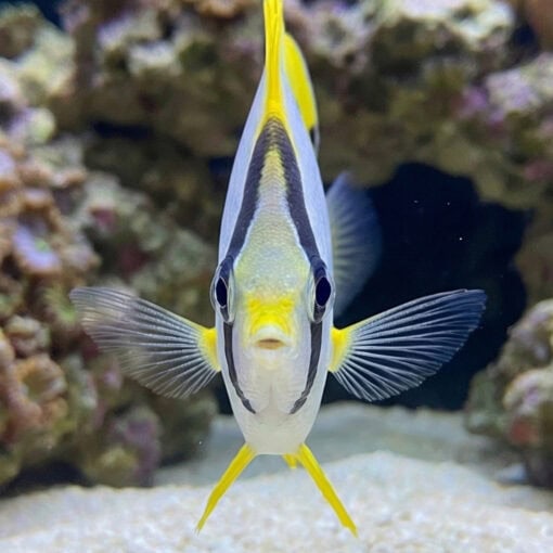 Spotfin Butterfly - Image 2
