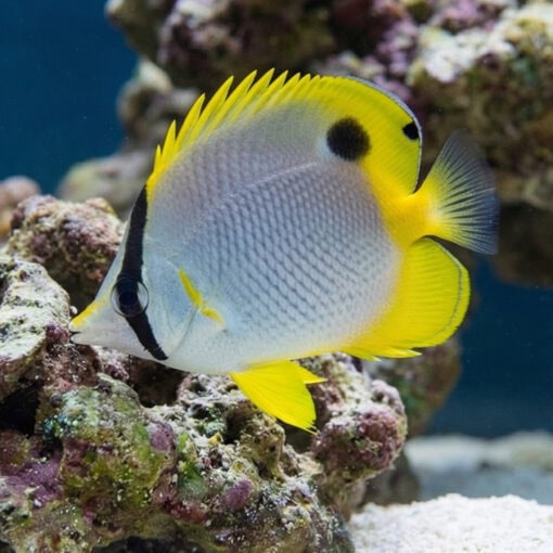 Spotfin Butterfly - Image 3