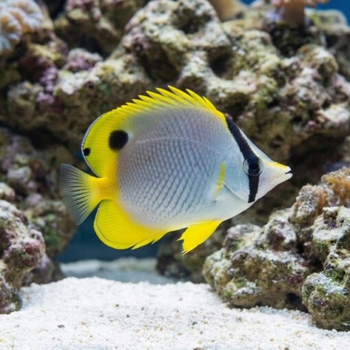 Spotfin Butterfly - Image 4