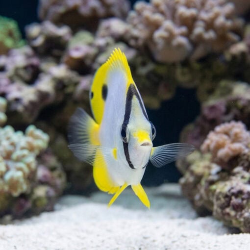 Spotfin Butterfly - Image 5