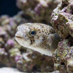 Alternative view of Spot-Fin Porcupine Puffer