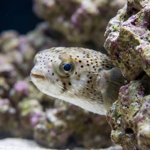 Spot-Fin Porcupine Puffer - Image 2