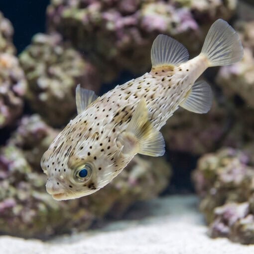 Spot-Fin Porcupine Puffer - Image 3