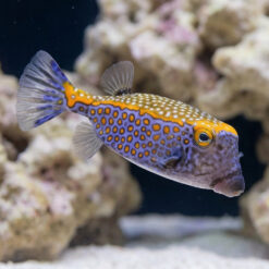 Alternative view of Meleagris Boxfish