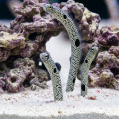 Spotted Garden Eel