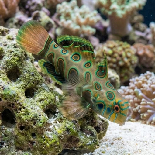 Spotted Mandarin Dragonet