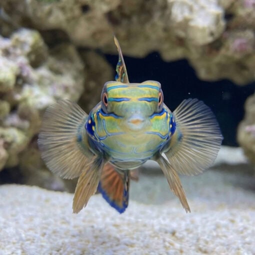 Spotted Mandarin Dragonet - Image 2