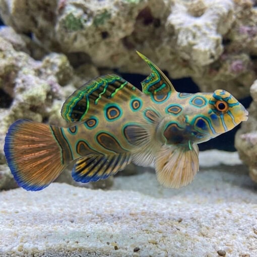 Spotted Mandarin Dragonet - Image 3