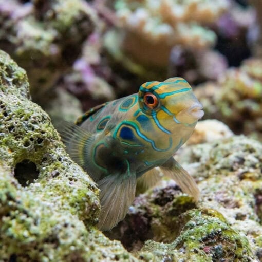 Spotted Mandarin Dragonet - Image 4