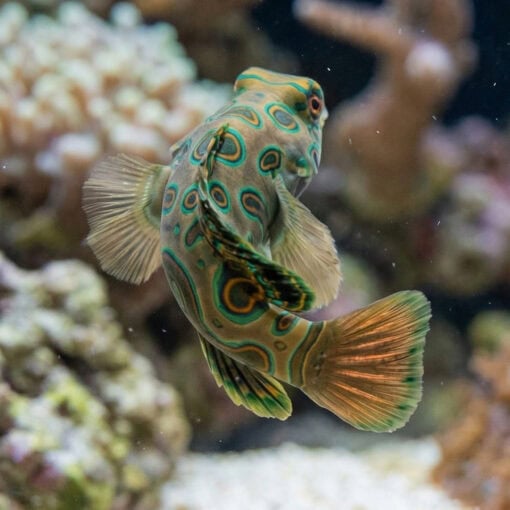 Spotted Mandarin Dragonet - Image 5