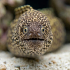 Spotted Moray Eel