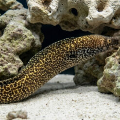 Alternative view of Spotted Moray Eel