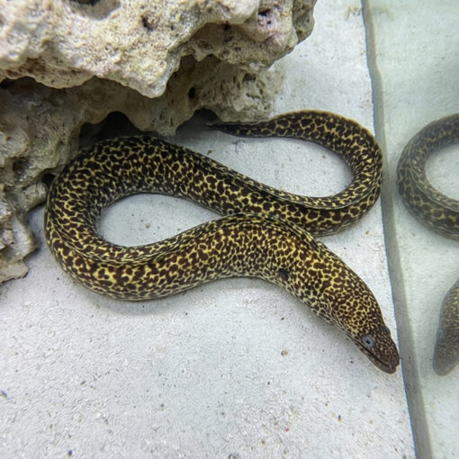 Spotted Moray Eel - Image 3