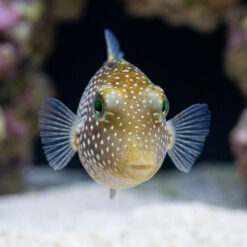 Alternative view of Spotted Sharpnose Puffer