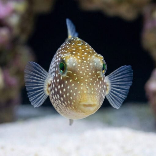 Spotted Sharpnose Puffer - Image 2