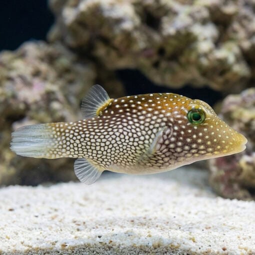 Spotted Sharpnose Puffer - Image 3