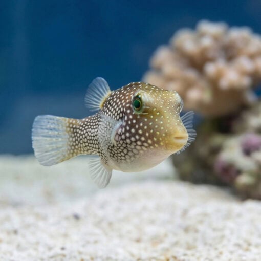Spotted Sharpnose Puffer - Image 4
