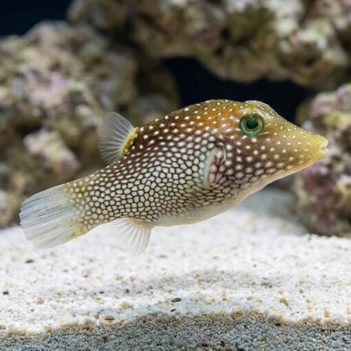 Spotted Sharpnose Puffer - Image 5