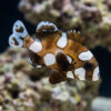 Spotted Sweetlips