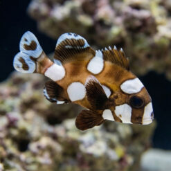 Spotted Sweetlips