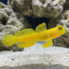 Spotted Watchman Shrimpgoby
