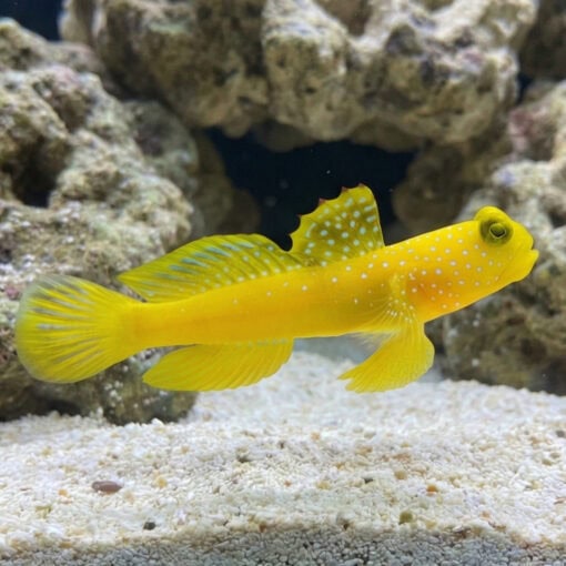 Spotted Watchman Shrimpgoby