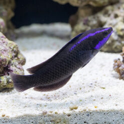 Springeri Dottyback