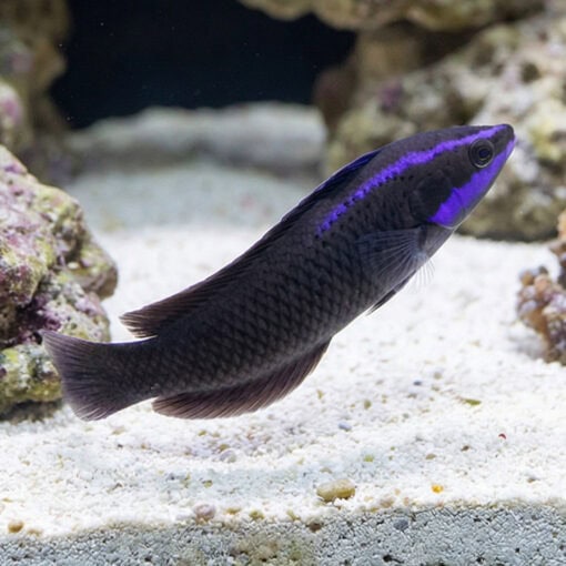 Springeri Dottyback