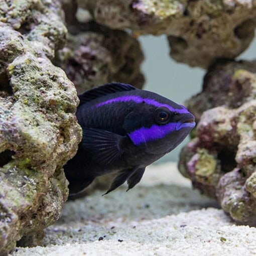 Springeri Dottyback - Image 2