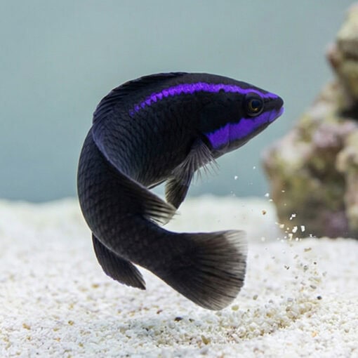 Springeri Dottyback - Image 3