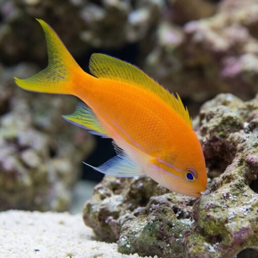 Pink Square Anthias - Image 4